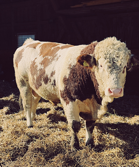 "Burli" der Hofstier vom Ferienhaus Bergmann in Bad Aussee