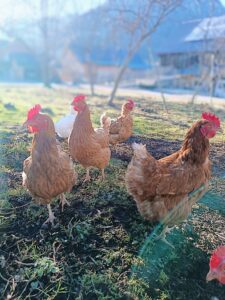 Freilaufende Hühner beim Ferienhaus Bergmann in Bad Aussee