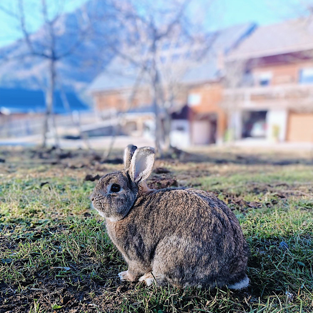Hase beim Bauernhof und Ferienhaus Bergmann in Bad Aussee