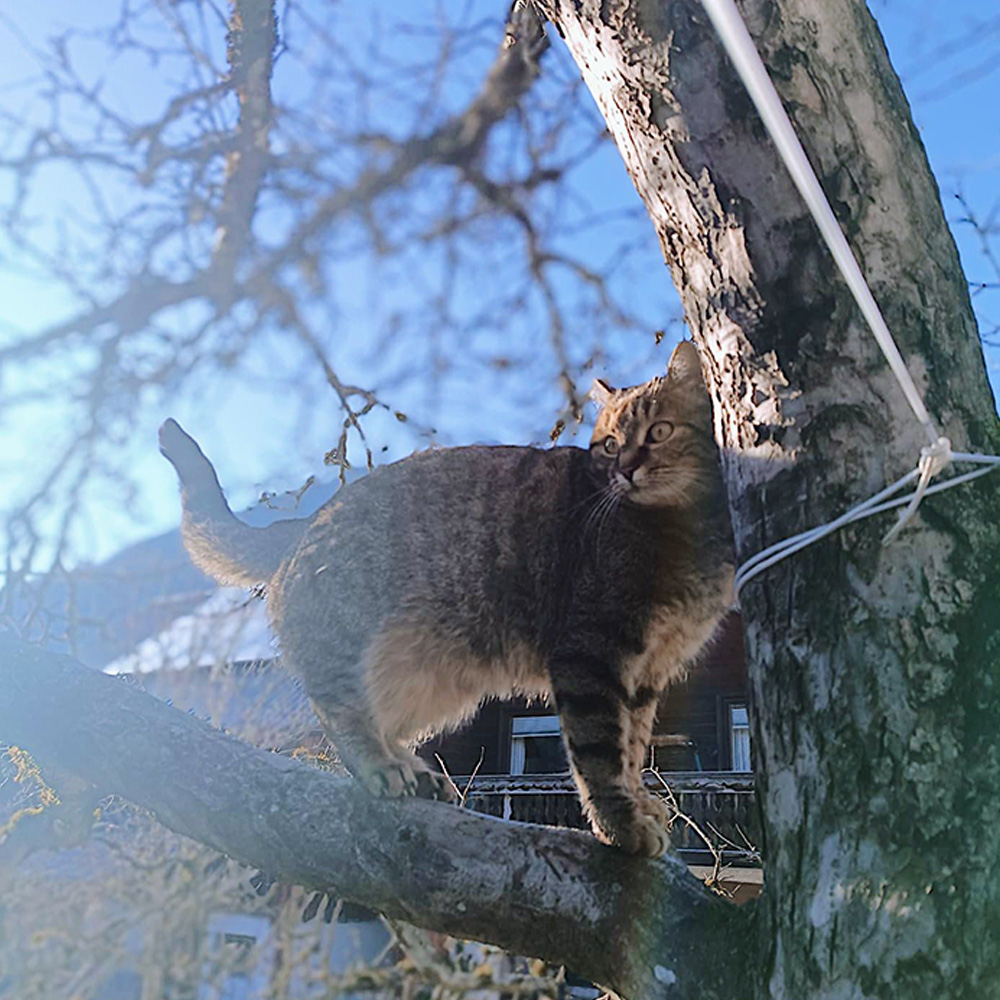 Katze im Ferienhaus Bergmann in Bad Aussee